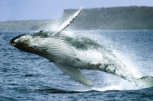 Los saltos acrobáticos de las ballenas jorobadas, tienen mensajes